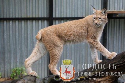 Фотографии Зоопарка Лимпопо в Нижнем Новгороде